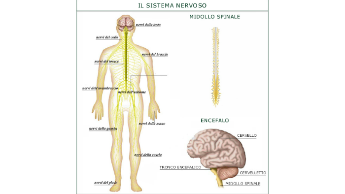 Struttura e funzioni del sistema nervoso by Naomi Ramirez on Prezi