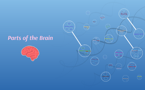 Parts of the Brain by Tess Riley on Prezi