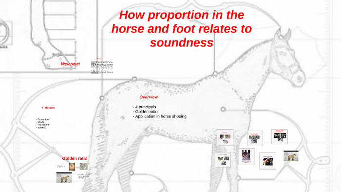 hoofnotes-infographic-equine-anatomy-part-1-horse-anatomy-horses