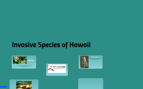 Invasive Species Of Hawaii By Casey Gamurot On Prezi