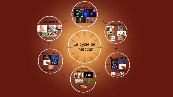 Le cycle de l'infection by Martine Lussier on Prezi