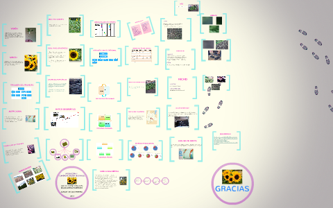 PRODUCCIÓN Y COMERCIALIZACIÓN DE GIRASOL by LIZY CRUZ LEAL on Prezi Next