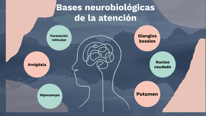 Bases Neurobiologicas De La Atención By Michelle Melguizo On Prezi