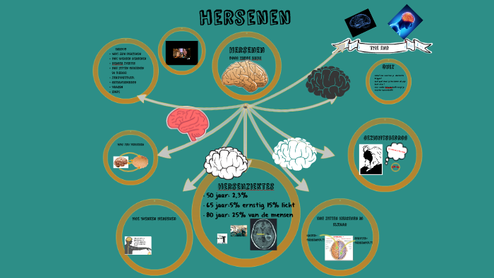 Hersenen Inspanning hersenen by hidde brus on Prezi