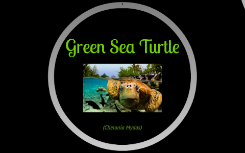 Green Sea Turtle by Shelby Ball on Prezi