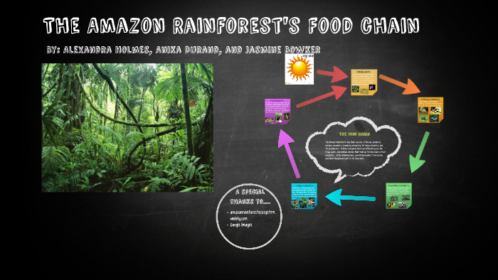 The Amazon Rainforest's Food Chain by Alexandra Holmes