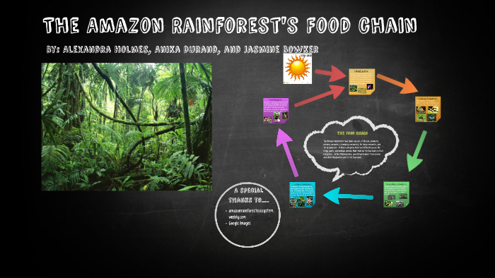 The Amazon Rainforest S Food Chain By Alexandra Holmes On Prezi Next