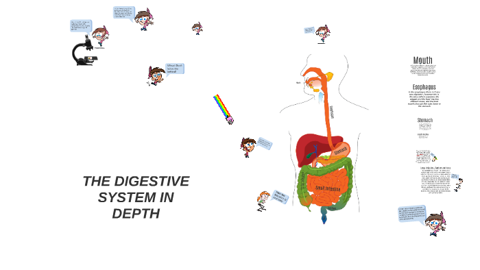 The Digestive System In Depth by Yannick Vollbrecht