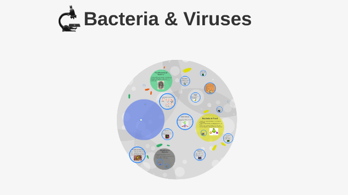 The Discovery of Bacteria by Olivia Costello on Prezi