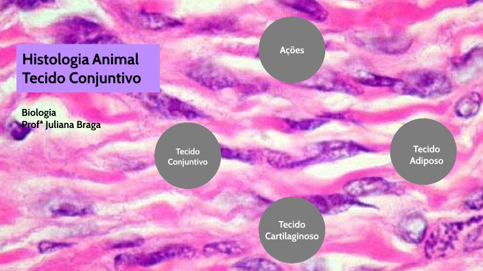 Histologia Animal Tecido Conjuntivo I By Juliana Braga