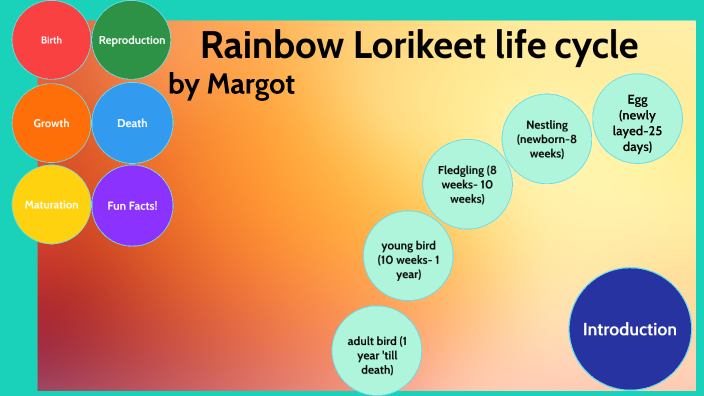 Rainbow Lorikeet Life cycle by Margot Bedingfield on Prezi Next