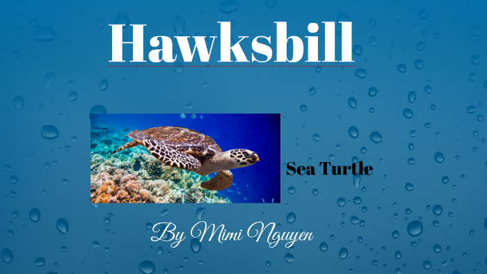 Hawksbill sea turtle by 99738842 99738842 on Prezi