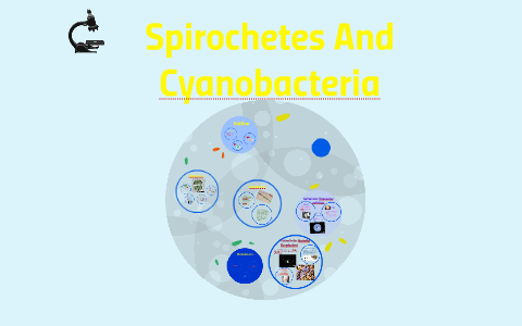 Spirochetes And Cyanobacteria by Stefanie Wenz on Prezi