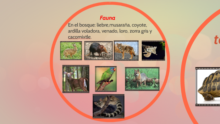 Flora y fauna de Veracruz. by Osvaldo Castro on Prezi