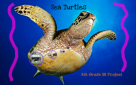 Sea Turtles by Julia DeWitt on Prezi