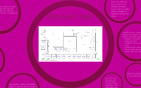 THE PLANT CELL by Courtney Henderson on Prezi