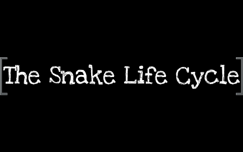 life cycle of snakes by aaron mcmurray on Prezi