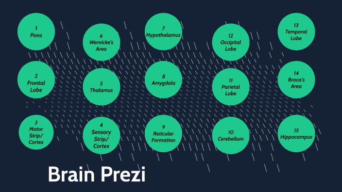 Prezi Brain Project by Christopher Gloff on Prezi