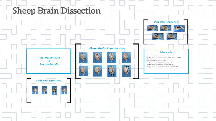 Sheep Brain Dissection By Victoria Amodie On Prezi