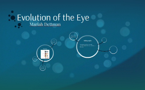 Evolution Of The Eye By Mariah Dettman