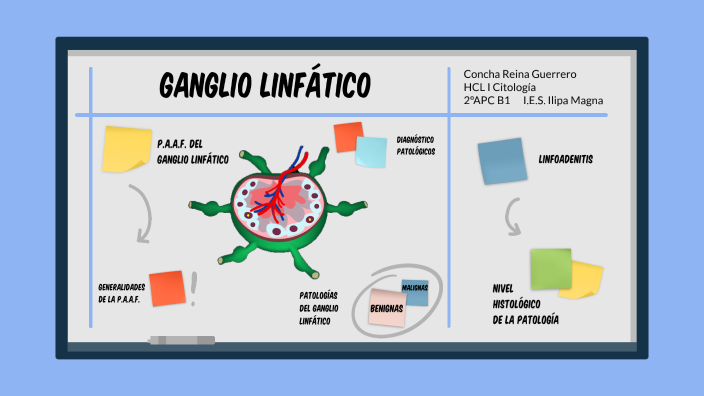 diagrama histológico de los ganglios linfáticos