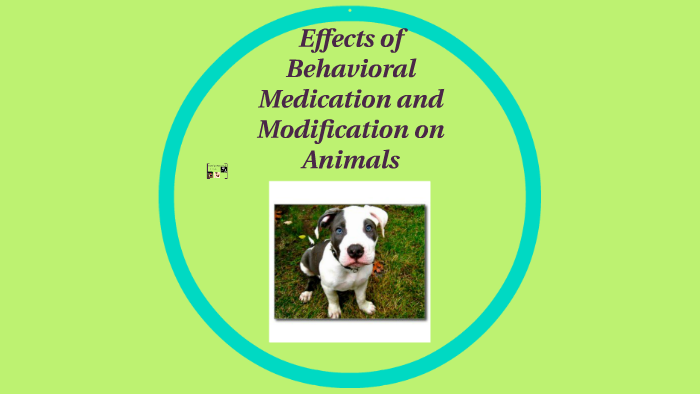 Effects of Behavioral Medication and Modification on Animals by Katelyn ...