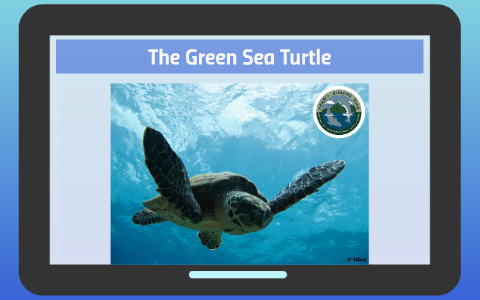 The Green Sea Turtle by Ebony Jackson on Prezi