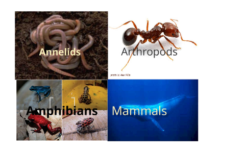 Animal Comparison Poster by nixel nixel15 on Prezi