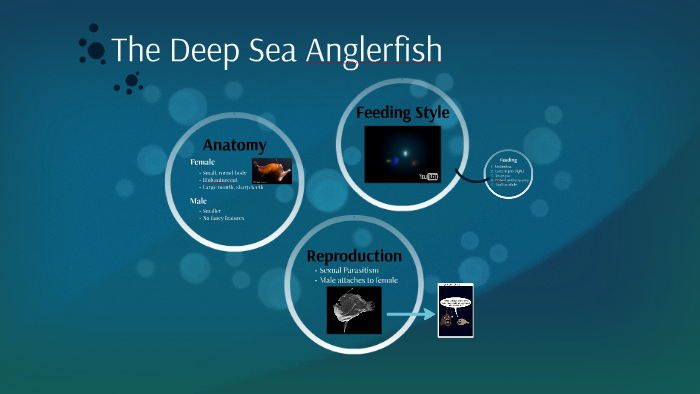 The Deep Sea Anglerfish by monique bailhe on Prezi