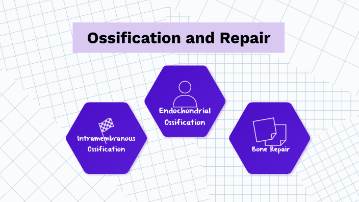 Ossification and Repair by Madison Farmer on Prezi