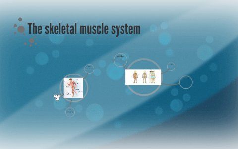 The skeletal muscle system by Juliet Chaba