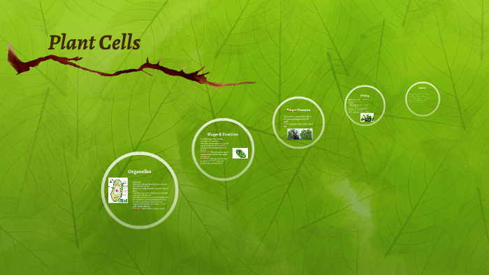 Plant Cells by Audrey Riddell on Prezi