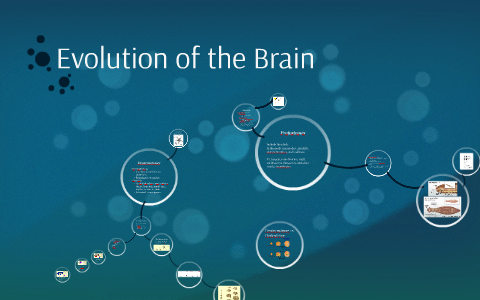 Evolution of the Brain by