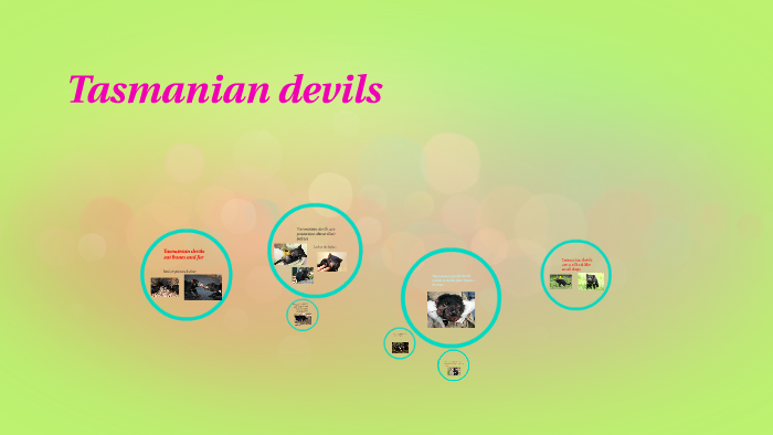 Tasmanian devils eat bones by Sara Costello on Prezi