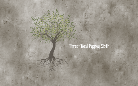 Three-Toed Pygmy Sloth by lauren szlosek on Prezi