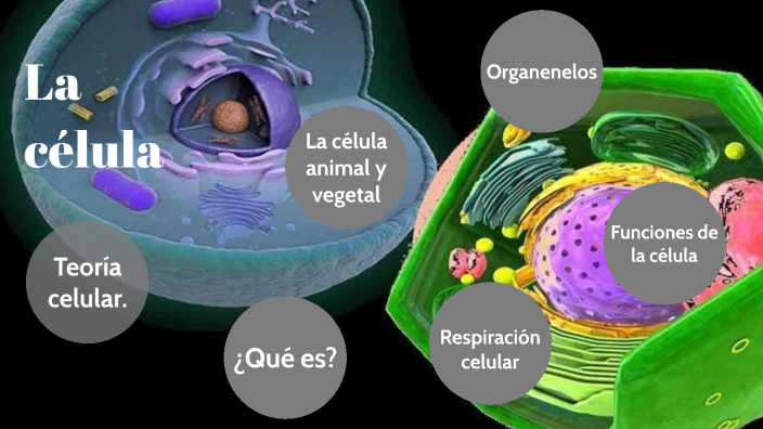 La celula by Bray Lopez on Prezi
