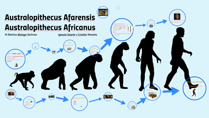 Australopithecus Afarensis by Fernanda Cornejo Castillo on Prezi