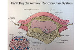 Fetal Pig Dissection Reproductive System By Zara Khan