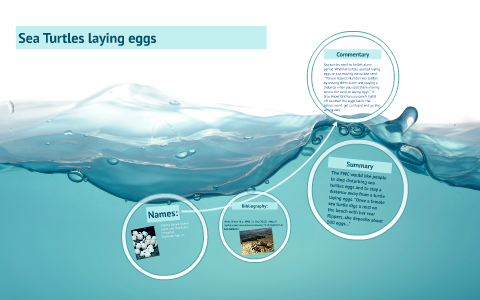 Sea Turtles by Bianca Gaete on Prezi