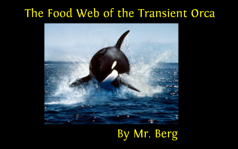 Orca Food Web by Jacob Berg on Prezi