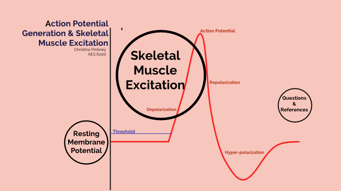 action potential diagram muscle