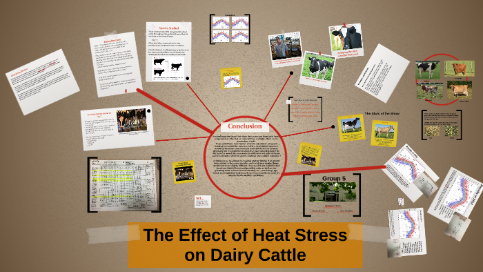 The Effects of Heat Stress on Dairy Cattle by Artesia Capers on Prezi