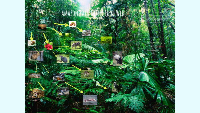 Rainforest Food Chain By Victor Coronado
