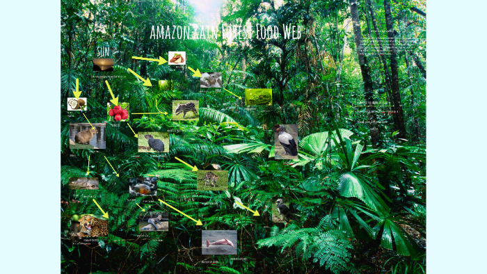 rainforest food chain