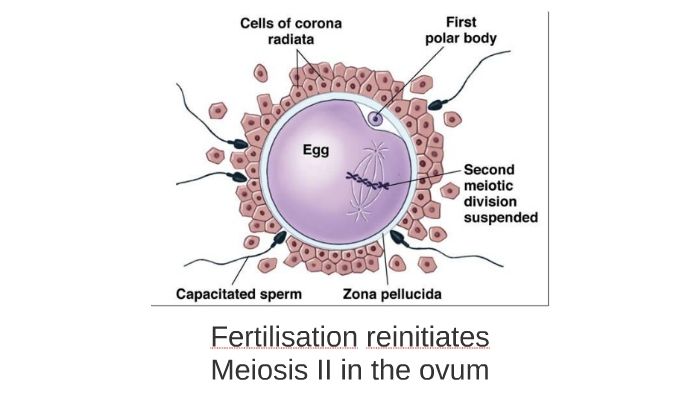 Fertilisation and early emryonic development by simon lumbus on Prezi