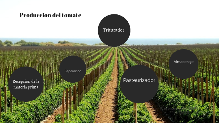 proceso del pure de tomate by florencia Romero Ayala Zampedri on Prezi
