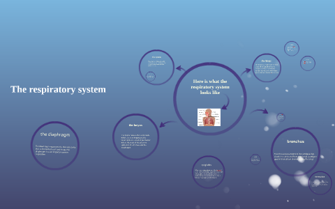 the respiratory system by nick keegan on Prezi