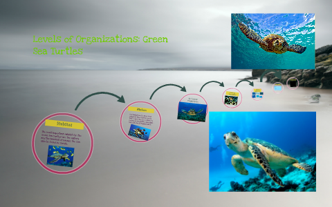 Levels Of Organizations Green Sea Turtles By Zackary Brantley