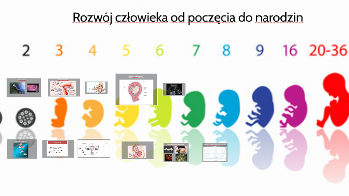 Rozwój człowieka- od poczęcia do narodzin by Zioła Karol on Prezi