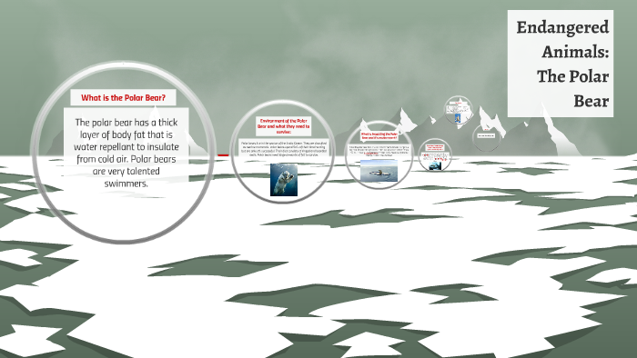 Endangered Animals: The Polar Bear by Reilly Richardson on Prezi